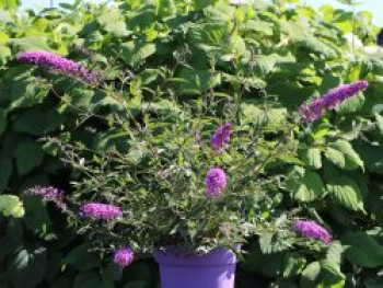 Zwerg-Schmetterlingsflieder / Zwerg-Sommerflieder Summer Lounge ® (Purple), Buddleja davidii Summer Lounge ® (Purple), Containerware von Buddleja davidii Summer Lounge ® (Purple)