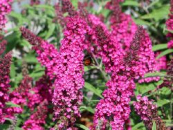 Schmetterlingsflieder / Sommerflieder Summer Kids ® 'Mats Magic Red', Buddleja davidii Summer Kids ® 'Mats Magic Red', Containerware von Buddleja davidii Summer Kids ® 'Mats Magic Red'