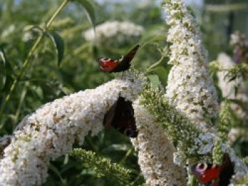 Sommerflieder / Schmetterlingsstrauch 'White Profusion', 80-100 cm, Buddleja davidii 'White Profusion', Containerware XXL von Buddleja davidii 'White Profusion'