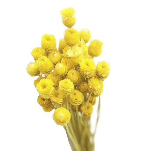 Getrocknete Gänseblümchenstrauß, 50 Stängel natürliche trockene Blumen, Gänseblümchenblumenarrangements, Vase -Tisch -Blumendekoration für Innenhäuser (Gelb) von Budstfee
