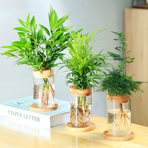 Pflanzenausbreitung Terrarium Desktop Glaspflanze Station Wasserpflanzglas Vase mit Deckel zum Ausbreitung von Hydroponikpflanzen Herzstück Büro Hausgartendekor, 3 Stcs von Budstfee