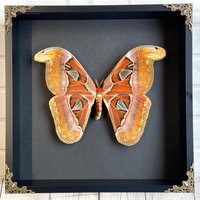 Atlas Motte | Attacus Atlas Schmetterling Im Barock-stil Tiefschatten-Box-Rahmen-Anzeige von BugFrames