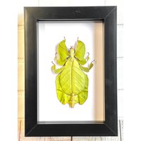 Das Java Walking Leaf | Pulchriphyllium Pulchrifolium Deep Shadow Box Frame Display Insekt Bug Das Java Walking Leaf | Pulchriphyllium Pulchrifolium Deep Shadow Box Frame Display Insekt Bug von BugFrames