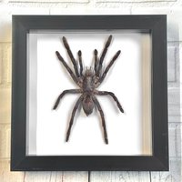 Die Java-Erdtiger-Vogelspinne | Selenocosmia Javanensis Spinne Tiefschatten-Kastenrahmen Zeigt Einen Insektenfehler von BugFrames