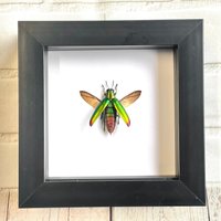 Fulminans Juwel Käfer | Chrysochroa Fulminans Deep Shadow Box Rahmen Display Insekt Bug von BugFrames