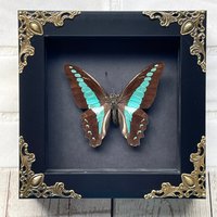 Gewöhnlicher Bluebottle Schmetterling | Graphium Sarpedon Im Barock Stil Deep Shadow Box Frame Display Ventral von BugFrames