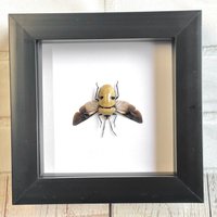 Pearl Man Face Stink Bug | Eucorysses Grandis Spread Deep Shadow Box Frame Display Käfer Insekt von BugFrames