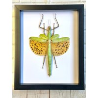 Riesiges Goldenes Stabschädel | Paracyphocrania Wichtig Im Tiefen Schattenkasten von BugFrames