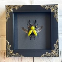 Sägezahn-Hirschkäfer | Lamprima Adolphinae Im Barockstil Tiefschattenkasten Rahmendisplay Insektenkäfer Sägezahn-Hirschkäfer | Lamprima Adolphinae Im Barockstil Tiefschattenkasten Rahmendisplay Insektenkäfer von BugFrames