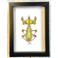 Teufels Betende Blume Mantis Stick Insekt | Idolomantis Diabolica Deep Shadow Box Frame Display Käfer von BugFrames