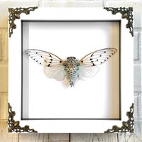 Weiße Gespenst-Zikade | Ayuthia Spectabilis in Weiß Barock Stil Deep Shadow Box Frame Display Weiße Gespenst-Zikade | Ayuthia Spectabilis in Weiß Barock Stil Deep Shadow Box Frame Display von BugFrames