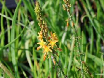 Brenngeleepflanze, Bulbine frutescens, Topfware von Bulbine frutescens