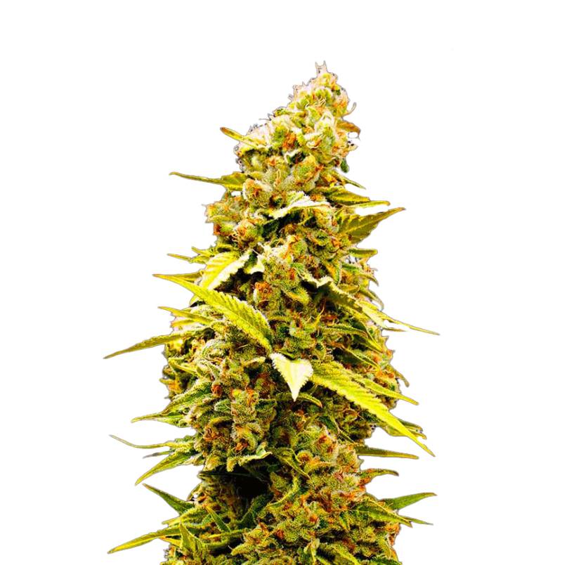Banana Monkey von Bulk Seed Bank