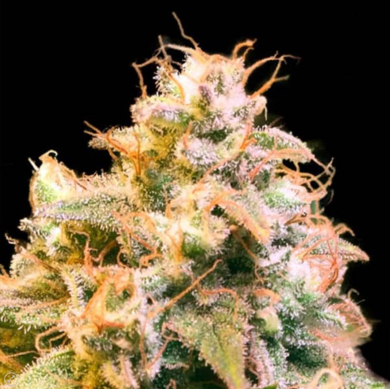 Gorilla Glue von Bulk Seeds