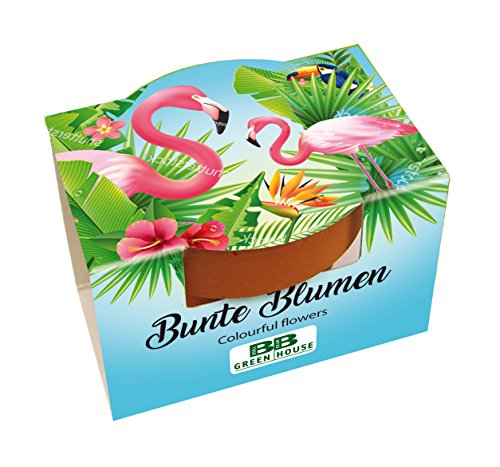 Bull & Bear 10er Set Mini Pflanzset 'Flamingo' mit Blumensamen im Topf 4,5cm, Bunte Blumen als Anzuchtset mit Pflegeanleitung von Bull & Bear