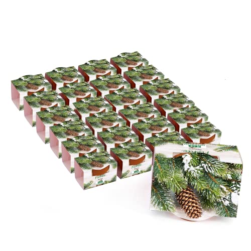 Bull & Bear 25er Set Mini Pflanzset Fichte, Fichtensamen im Topf 4,5cm, Baum Anzuchtset mit Pflegeanleitung von Bull & Bear