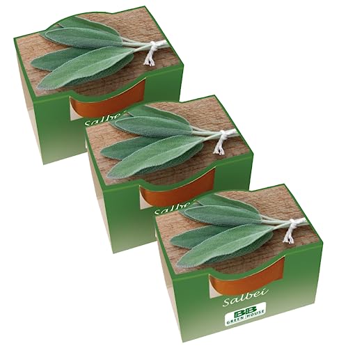 Bull & Bear 3er Set Mini Pflanzset mit Salbei Samen im Topf 4,5cm, Salbeisamen als Anzuchtset mit Pflegeanleitung von Bull & Bear