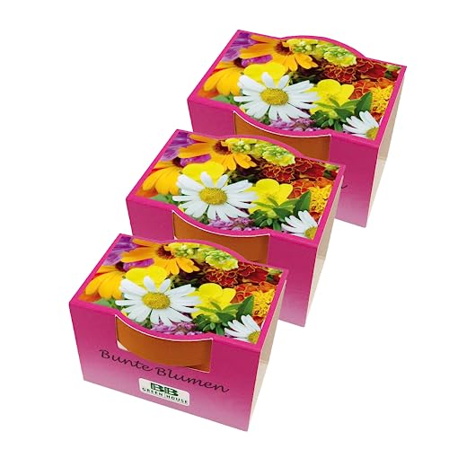 Bull & Bear 3er Set Minipflanzset Bunte Blumen, Blumensamen im Topf 40mm, Mini Blumen als Anzuchtset mit Pflegeanleitung von Bull & Bear
