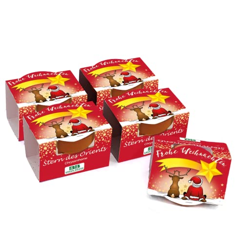 Bull & Bear 5er Set Mini Pflanzset 'Frohe Weihnachten' mit Samen für Stern des Orients im Topf 4,5cm, Chrysantheme Anzuchtset mit Pflegeanleitung von Bull & Bear