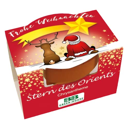 Bull & Bear Mini Pflanzset 'Frohe Weihnachten' mit Samen für Stern des Orients im Topf 4,5cm, Chrysantheme Anzuchtset mit Pflegeanleitung von Bull & Bear