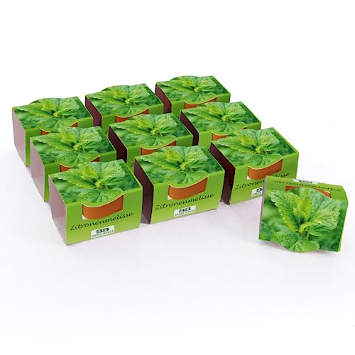 Bull & Bear Mini Pflanzset Zitronenmelisse Samen 10er Set, 10 Tontöpfchen mit Zitronenmelissesamen, Pflanzsubstrat und Pflegeanleitung von Bull & Bear