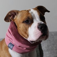 Hundeschal - Loop "Raspberry' Softshell Gefüttert von BullyGirlDOGSHOP