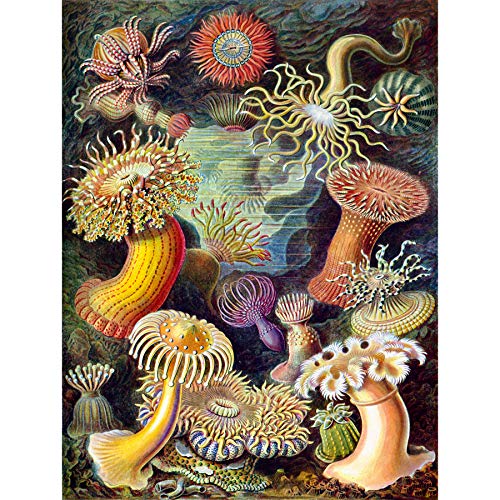 Bumblebeaver Nature Art Biology Anemone ERNS Haeckel Germany Vintage Poster Art Print 12x16 inch 30x40cm Natur Biologie Deutsche Jahrgang Kunstdruck von Wee Blue Coo