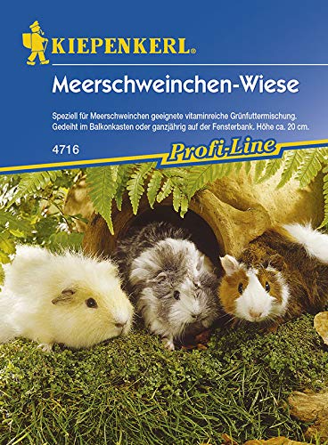 Meerschweinchenwiese, Speziell für Meerschweinchen geeignete Vitaminreiche Grünfuttermischung, Geeignet im Balkonkasten oder ganzjährig auf der Fensterbank Meerschweinchenwiese, Speziell für Meerschweinchen geeignete Vitaminreiche Grünfuttermischung, Geeignet im Balkonkasten oder ganzjährig auf der Fensterbank von Buosha