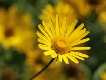 Goldmargerite, Buphthalmum salicifolium, Topfware von Buphthalmum salicifolium