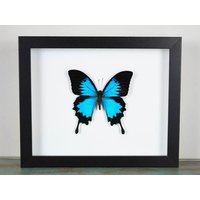 Papilio Ulysses Schmetterlings-Rahmen Papilio Ulysses Schmetterlings-Rahmen von ButterflyArtDesigns