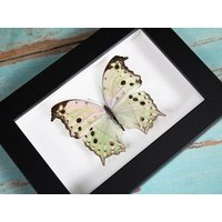 Salamis Parhassus Im Rahmen Salamis Parhassus Im Rahmen von ButterflyArtDesigns