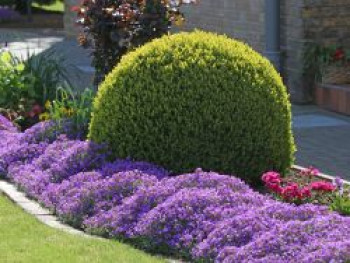 Buchsbaum (Kugel), Stamm 60 cm, 60-80 cm, Buxus sempervirens (Kugel), Stämmchen von Buxus sempervirens (Kugel)