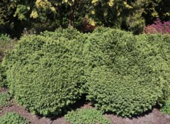 Buchsbaum 'Blauer Heinz', 8-10 cm, Buxus sempervirens 'Blauer Heinz', Topfware Buchsbaum 'Blauer Heinz', 8-10 cm, Buxus sempervirens 'Blauer Heinz', Topfware von Buxus sempervirens 'Blauer Heinz'