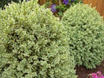 Buchsbaum 'Elegantissima', 20-25 cm, Buxus sempervirens 'Elegantissima', Containerware von Buxus sempervirens 'Elegantissima'