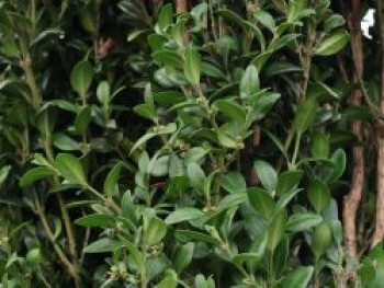 Buchsbaum 'Graham Blandy', 30-40 cm, Buxus sempervirens 'Graham Blandy', Containerware von Buxus sempervirens 'Graham Blandy'