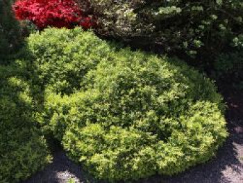 Buchsbaum 'Herrenhausen', 10-15 cm, Buxus sempervirens 'Herrenhausen', Topfware von Buxus sempervirens 'Herrenhausen'