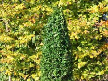 Buchsbaum Kegel / Pyramide, 60-70 cm, Buxus sempervirens Kegel / Pyramide, Containerware von Buxus sempervirens Kegel / Pyramide