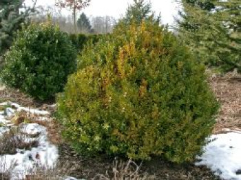 Hoher Buchsbaum, 10-15 cm, Buxus sempervirens var. arborescens, Topfware von Buxus sempervirens var. arborescens