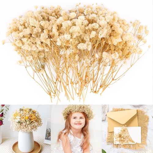 Schleierkraut Getrocknet,15cm Trockenblumen Schleierkraut Trockenblumen zum Basteln,Trockenblumenstrauß Trockenblumen Deko für DIY, Hochzeitsdeko Brautsträuße , Wohnkultu,Haarschmuck Schleierkraut Getrocknet,15cm Trockenblumen Schleierkraut Trockenblumen zum Basteln,Trockenblumenstrauß Trockenblumen Deko für DIY, Hochzeitsdeko Brautsträuße , Wohnkultu,Haarschmuck von Byffoer