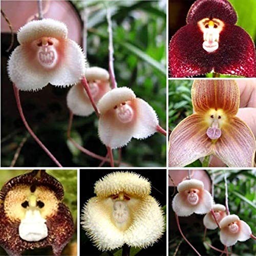 C-LARSS 1 Beutel Blumensamen, Seltene Neuartige Form Vielseitige Auffällige Pflanzensamen Für Den Garten Affengesicht Orchideensamen 100 Stück von C-LARSS