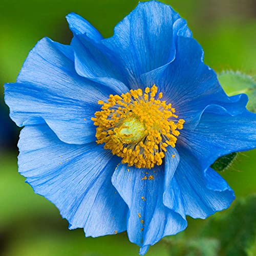 C-LARSS 100 Stück/Beutel Mohn Samen, Hardy Seltene Pflanzen Blue Petal Indoor Outdoor Aussaat Blumensamen Für Zu Hause Blau von C-LARSS