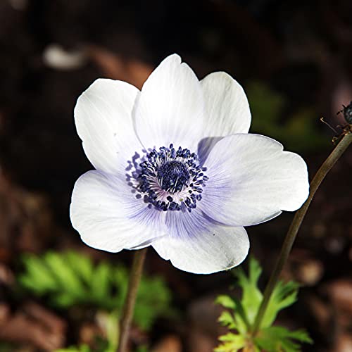 C-LARSS 100 Stück/Beutel Mohn Samen, Hardy Seltene Pflanzen Blue Petal Indoor Outdoor Aussaat Blumensamen Für Zu Hause Weiß von C-LARSS