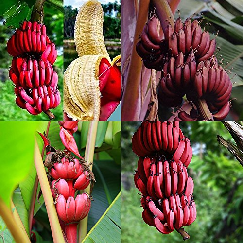 C-LARSS 100 Stück Rote Bananensamen, Süße Köstliche Obst-Baum-Pflanzen Im Freien Garten-Dekor von C-LARSS