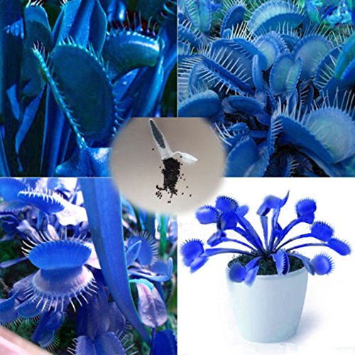 C-LARSS 100 Stück Samen Blue Dionaea Muscipula Riesenfliegenfalle Samen Garten Dekor Pflanzen von C-LARSS