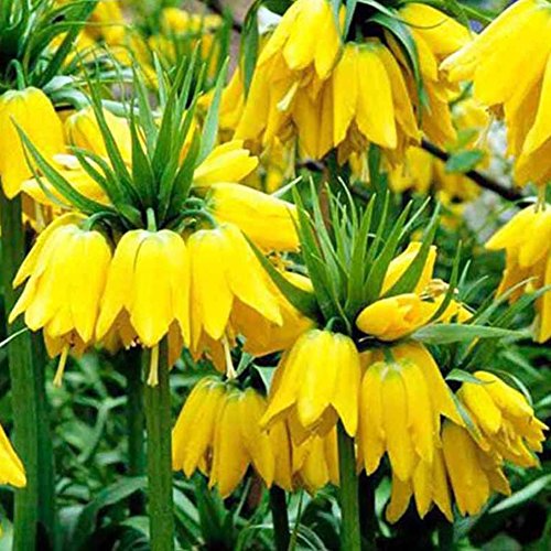 C-LARSS 100 Stück Samen Gelbe Kaiserkrone Fritillaria Blumenpflanze Samen Hausgarten Dekor von C-LARSS