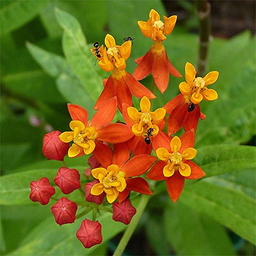 C-LARSS 100 Stück Samen Hausgarten Blick Orange Schmetterling Wolfsmilch Asclepias Blumensamen Pflanzen von C-LARSS