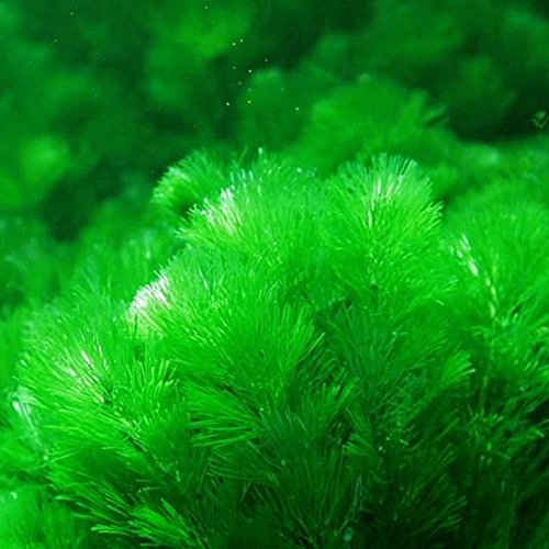 C-LARSS 1000 Stück Gemischte Grassamen, Aquarium Tank Dekor Wasser Grün Aquatic1 Pflanzensamen von C-LARSS