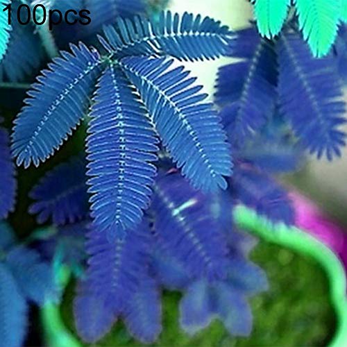 C-LARSS 100Pcs Verschiedene Farbe Mimosa Pudica Samen, Garten Bonsai Topfpflanzen Home Decor Blau Mimosa Pudica # von C-LARSS