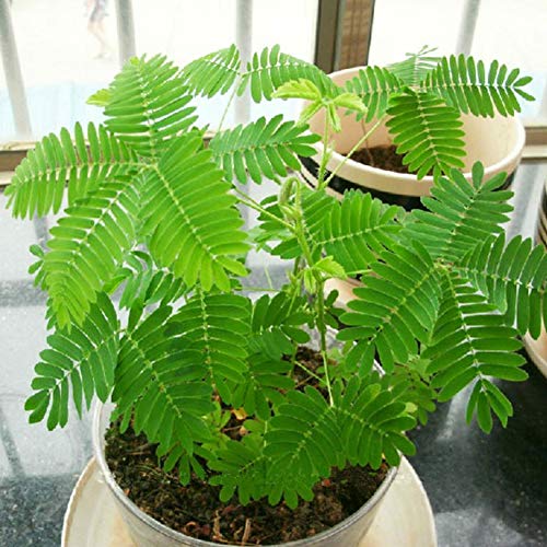 C-LARSS 100Pcs Verschiedene Farbe Mimosa Pudica Samen, Garten Bonsai Topfpflanzen Home Decor Grün Mimosa Pudica # von C-LARSS