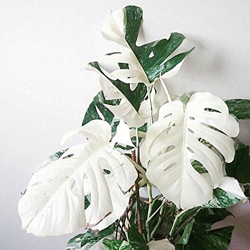 C-LARSS 100Pcs White Monstera Palm Turtle Blätter Pflanzensamen Einfach Zu Pflanzen Garten Balkon Bonsai Dekor Monstera Samen 100 Stück von C-LARSS